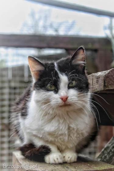 Furia -  młoda indywidualistka szuka domu!