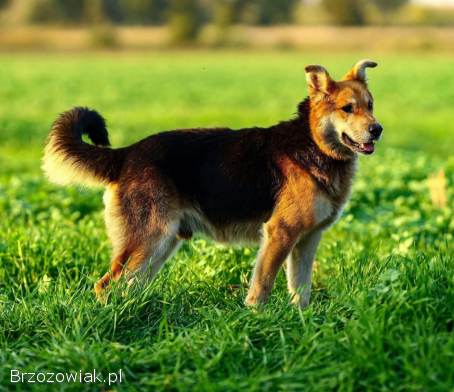 Fido -  spokojny,  kochany psiak szuka domu!