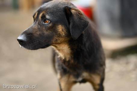 Orzysz -  wspaniały,  niekonfliktowy pies szuka domu!