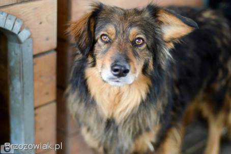 Wyjątkowy Robin szuka wyjątkowego domu