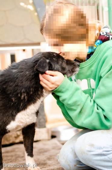 Wania -  kochany psiak szuka domu!