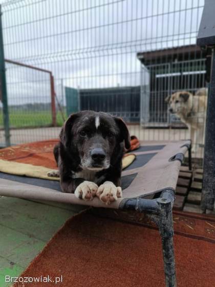 Wania -  kochany psiak szuka domu!
