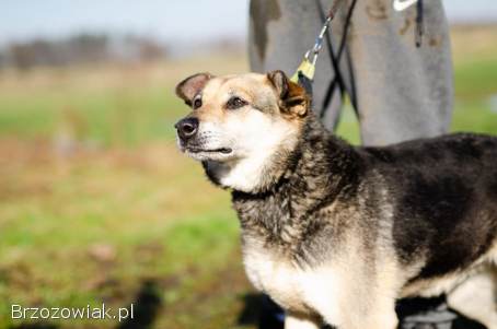 Szaza -  cudowna rodzinna suczka szuka domu!