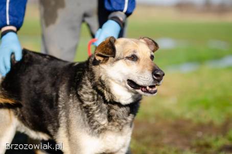 Szaza -  cudowna rodzinna suczka szuka domu!