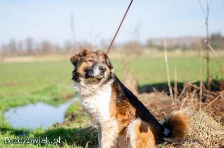 Uśmiechnięty Beet,  super psiak szuka domu!