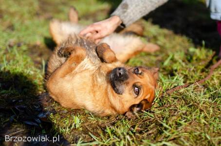 Cudowna,  delikatna Kora szuka domu!