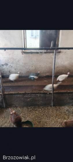 Sprzedam Perliczki 80