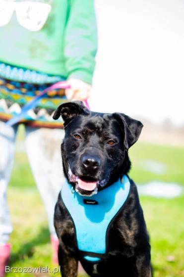 Fantastyczny Czet uratowany z piekła,  łagodny AST