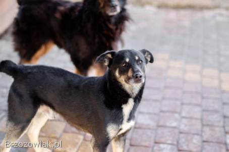 Ogonek -  delikatny łagodny,  młody psiak szuka domu!