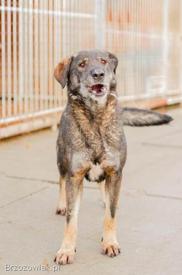 Gaja -  pełna mądrości,  przyjazna sunia