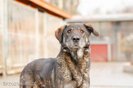 Gaja -  pełna mądrości,  przyjazna sunia