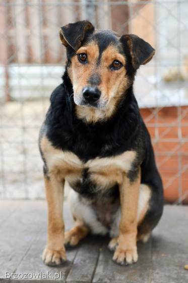 Tedzia -  wesoła,  niskopodwoziowa sunia!