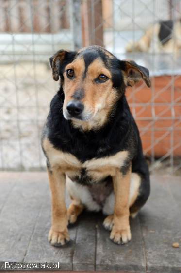 Tedzia -  wesoła,  niskopodwoziowa sunia!