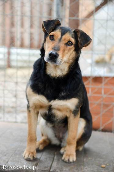 Tedzia -  wesoła,  niskopodwoziowa sunia!