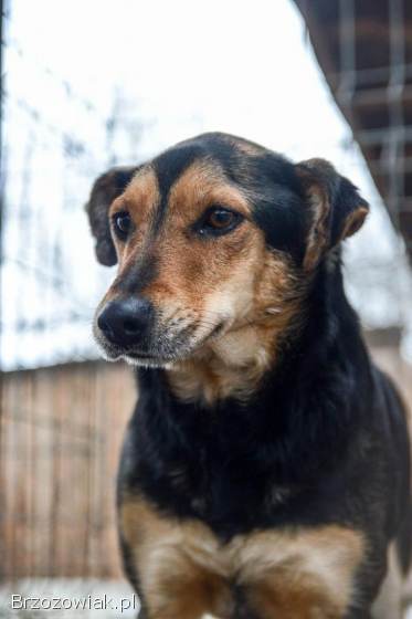 Tedzia -  wesoła,  niskopodwoziowa sunia!