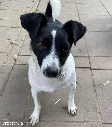 Kazia -  niewielka,  delikatna sunia szuka domu!