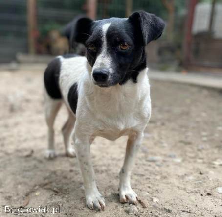 Kazia -  niewielka,  delikatna sunia szuka domu!