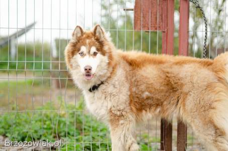 Drako -  piękny malamut z wielką osobowością