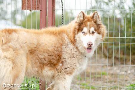 Drako -  piękny malamut z wielką osobowością