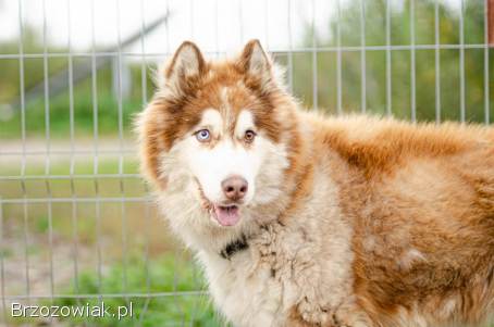 Drako -  piękny malamut z wielką osobowością