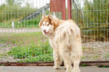 Drako -  piękny malamut z wielką osobowością