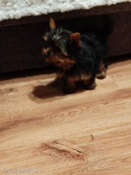 Sprzedam bardzo pięknego pieska Yorka
