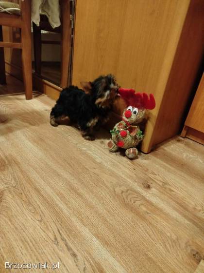 Sprzedam bardzo pięknego pieska Yorka