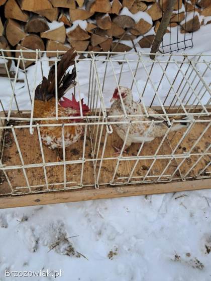 Sprzedam parę liliputek