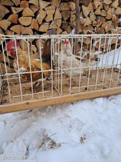 Sprzedam parę liliputek