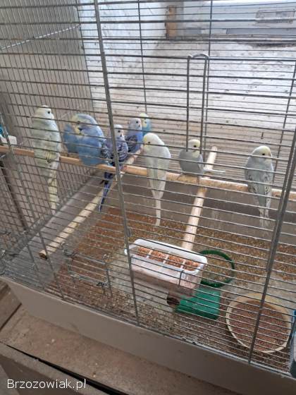 Sprzedam papugi faliste mlode