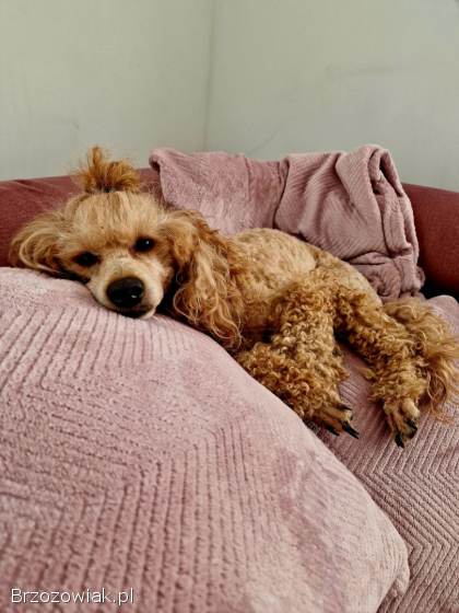 Reproduktor FCI Pudel RED TOY