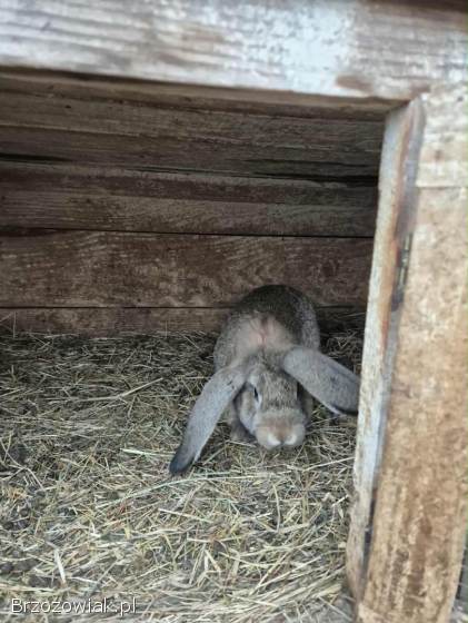 Sprzedam króliki