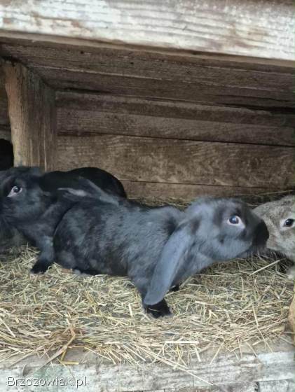 Sprzedam króliki