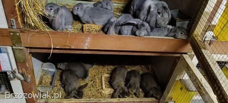 Młode króliki,  króle Baran Francuski