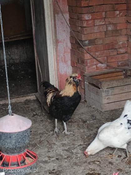 Sprzedam koguty