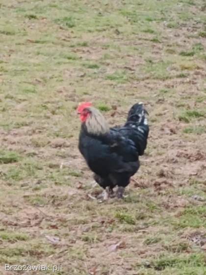 Sprzedam koguty