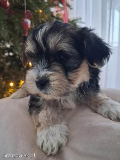 Morkie szczeniaki