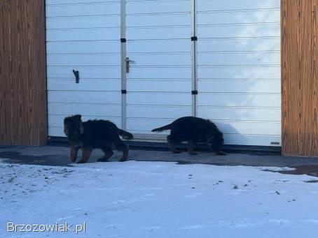 Owczarki niemieckie długowłose