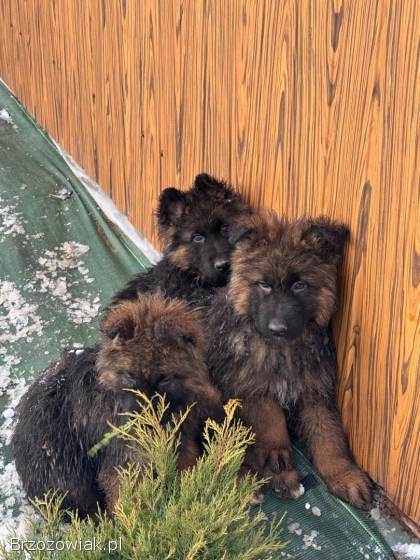 Owczarki niemieckie długowłose