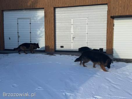 Owczarki niemieckie długowłose