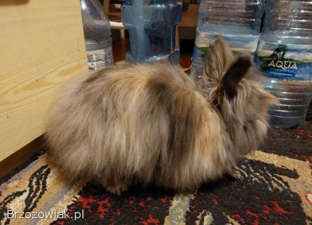 Sprzedam królika (mini) z klatką