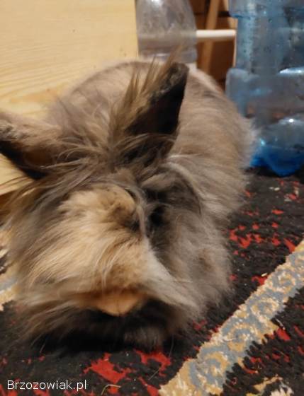 Sprzedam królika (mini) z klatką