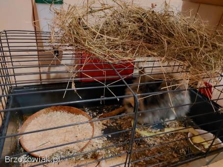 Sprzedam królika (mini) z klatką