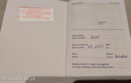 Sprzedam królika (mini) z klatką