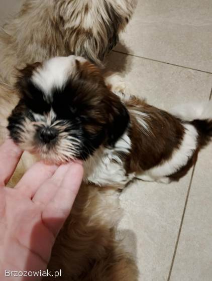 Szukamy kochajacych domków dla shih tzu