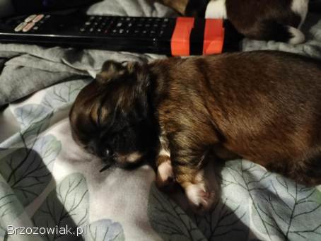 Szukamy kochajacych domków dla shih tzu