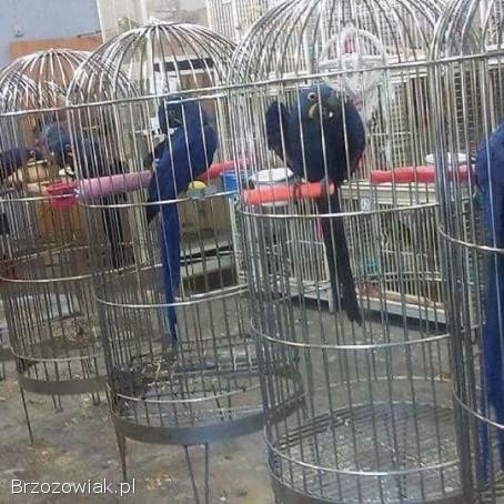 Kolorowe papugi i jaja papug na sprzedaż