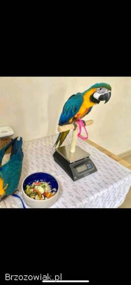 Kolorowe papugi i jaja papug na sprzedaż
