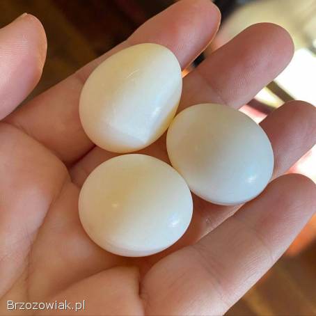 Kolorowe papugi i jaja papug na sprzedaż