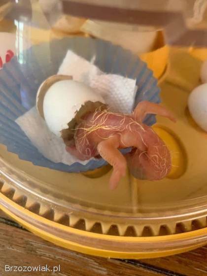 Kolorowe papugi i jaja papug na sprzedaż